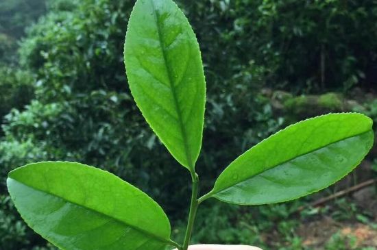 鋸朵仔跟鴨屎香哪個(gè)貴，鋸朵子和鴨屎香哪個(gè)好喝？