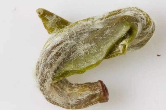 羊巖勾青是綠茶嗎，羊巖勾青茶屬于什么茶？