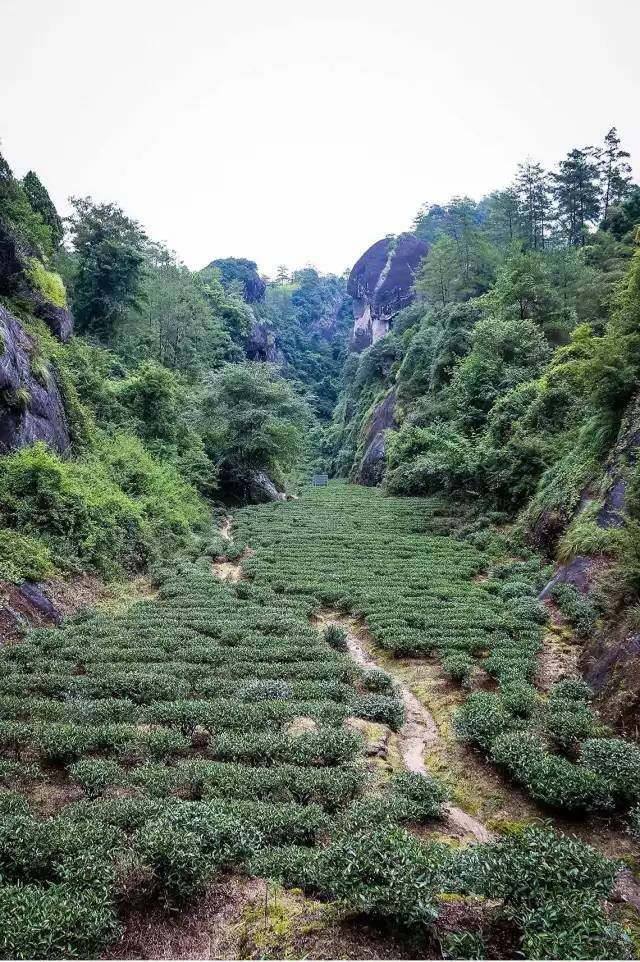 武夷山為什么盛產(chǎn)茶葉，武夷山茶為什么好喝？