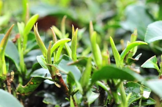 單樅茶什么季節(jié)最好喝，鳳凰單叢茶春茶好還是秋茶好？