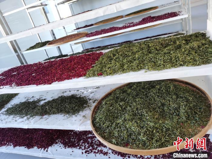 圖為王玲玲收購的各種山茶。　王鳴遠(yuǎn) 攝