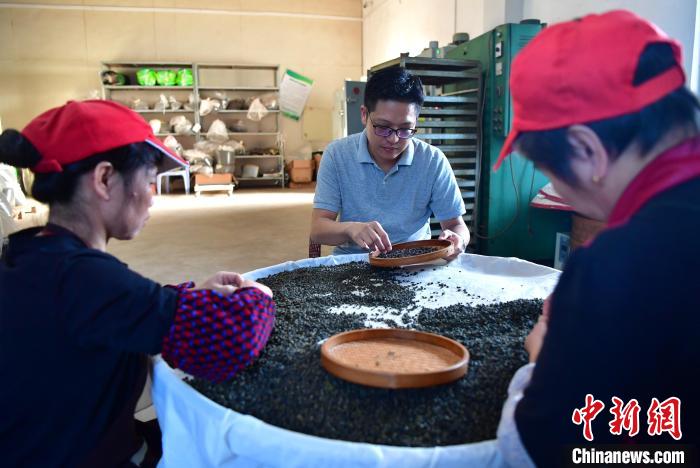 圖為張元豪在生產車間內與工人一起查看茶葉品質?！埍?攝